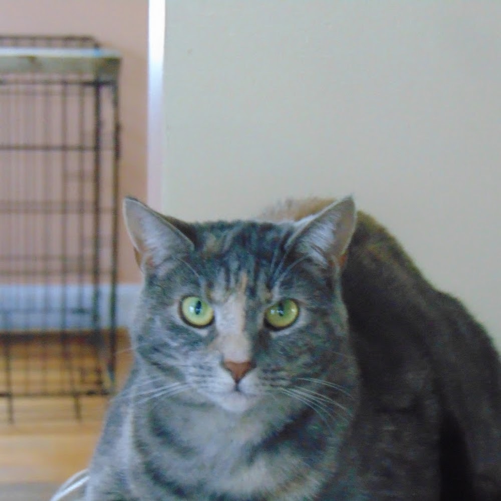 Meet your Posher, Lizzy